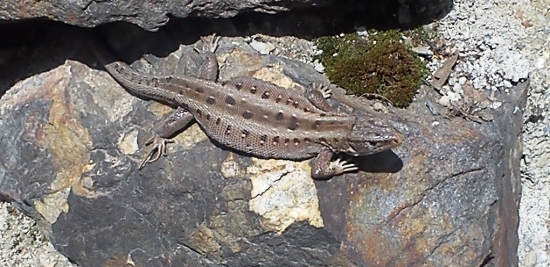 Jašterica krátkohlava