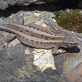 Jašterica krátkohlava