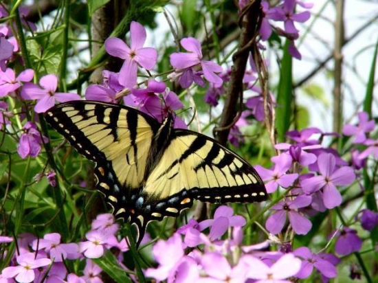 vidlochvost feniklový