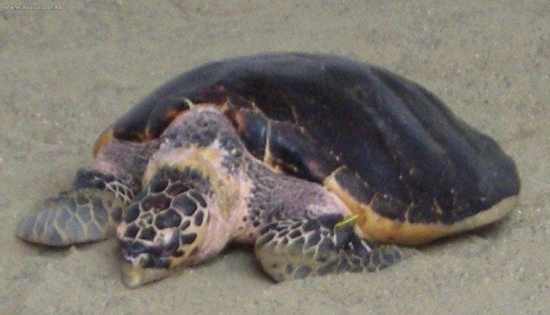 Korytnačka z Japonska