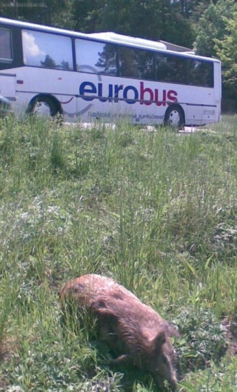 Aj tak skončí diviak