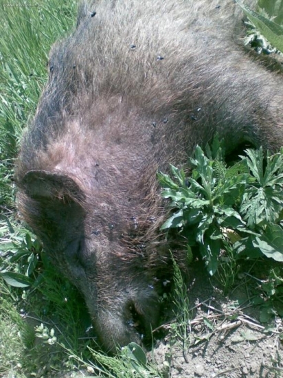 cca 40 hodín po tom