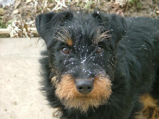 moja prava ruka na polovačkach