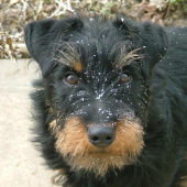 moja prava ruka na polovačkach