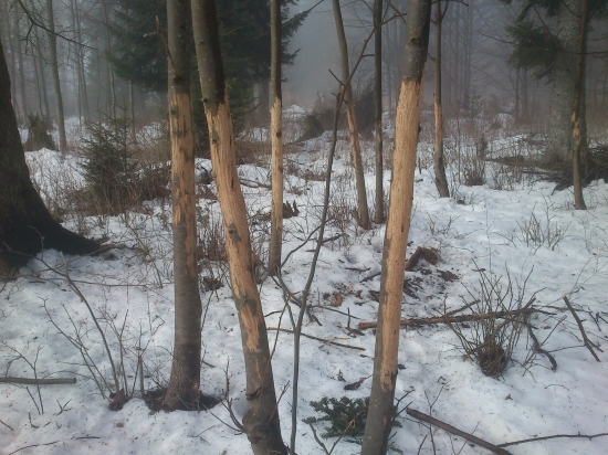 Škody zverou na javoroch