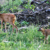 mamka , počkaj ma...