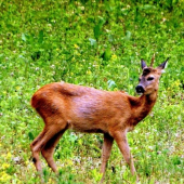 skoro-jednorožec...