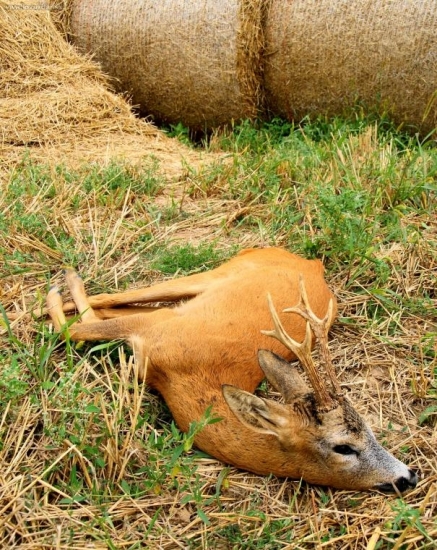 úhyn-vonkajšie zranenie nemal...