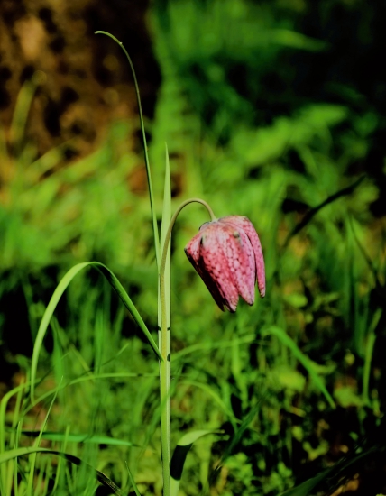 korunkovka strakatá