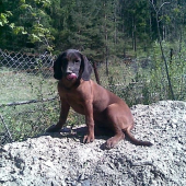 argo bavorsky farbiar