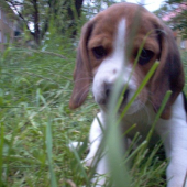 rony bigl hmmmmmm moj 2 pes