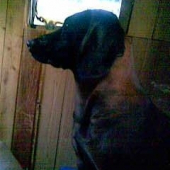 argoo