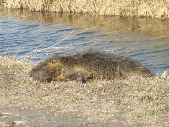 Myocastor coypus Moll.(nutria riecna)