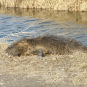 Myocastor coypus Moll.(nutria riecna)