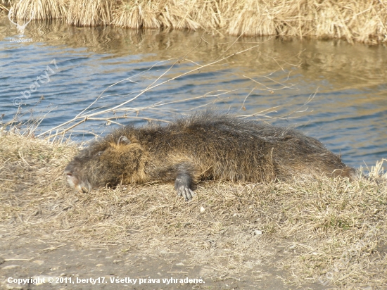 Myocastor coypus Moll.(nutria riecna)