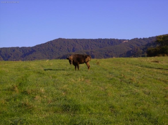 BISON BONASUS