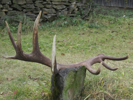 Pravý slovensky 220 bodov CIC