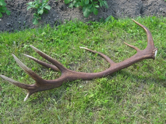 4,3 kg nájdený pred cca 7 rokmi