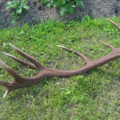 4,3 kg nájdený pred cca 7 rokmi