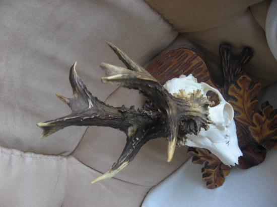 Raritka-desaťtorák