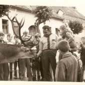jeleň