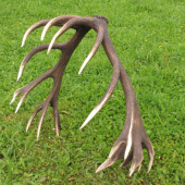 dvadsaťtoráky