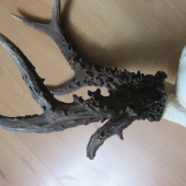 srncia rarita
