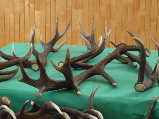 najkrajší z výstavy-dvadsaťtorák