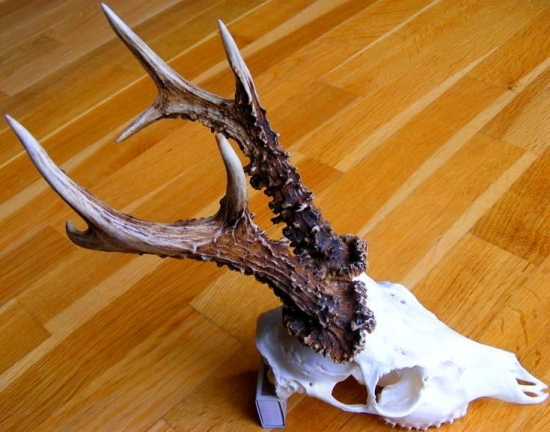 šestorák