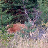 nepravideľný dvanasťtorák