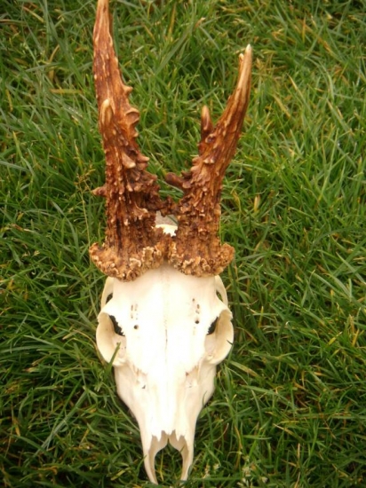 Perlovaný spiatočník