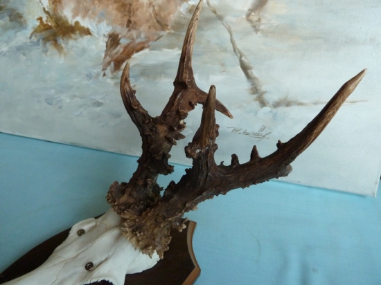 Perlovany-pohlad zboku