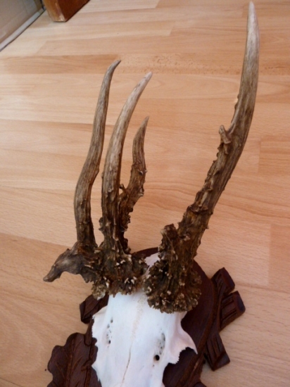 Rarita pohlad spredu