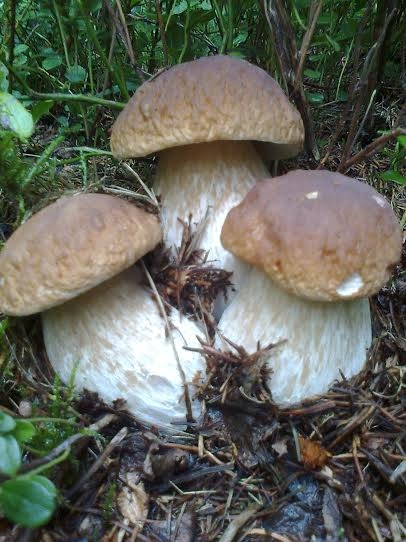 Takto vyrástli v čučoriedí