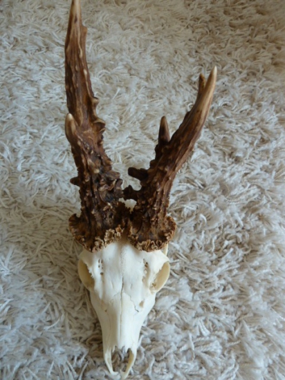 Perlovaný spiatočnik