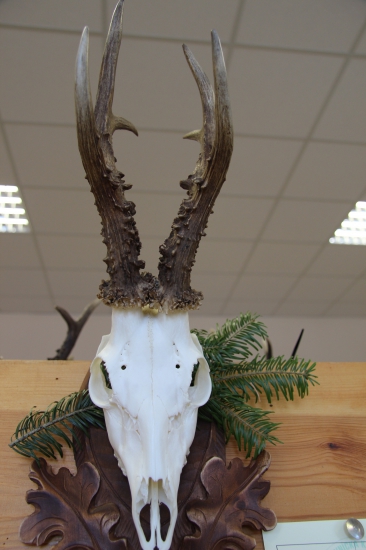 Zlatá srnčia trofej