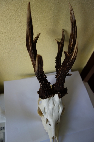 Nepravideľný dvanástorák