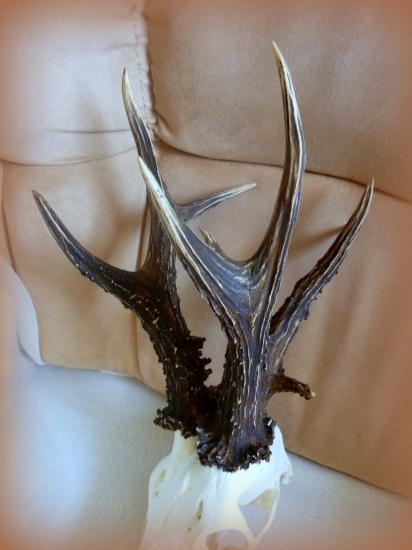 Nepravideľný dvanástorák pohľad zboku