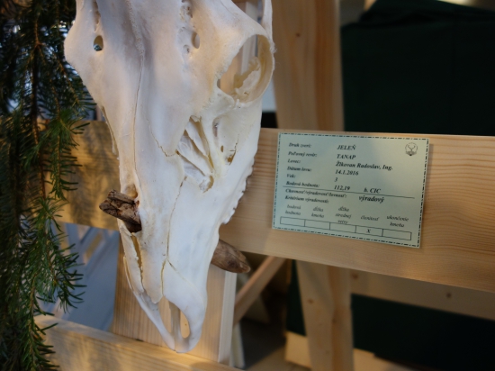 Kolík v nosnej časti lebky