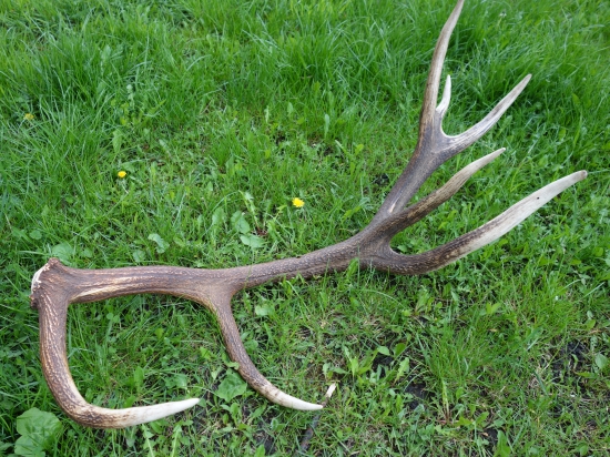 3,8 kg dĺžka 112 cm