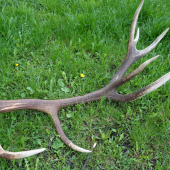 3,8 kg dĺžka 112 cm
