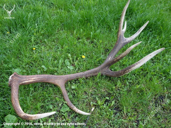 3,8 kg dĺžka 112 cm