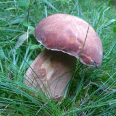 podtatranský