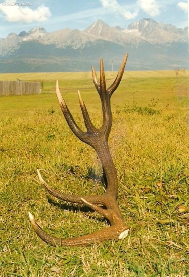 šestnástorák 3,7 kg