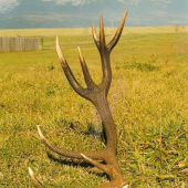 šestnástorák 3,7 kg