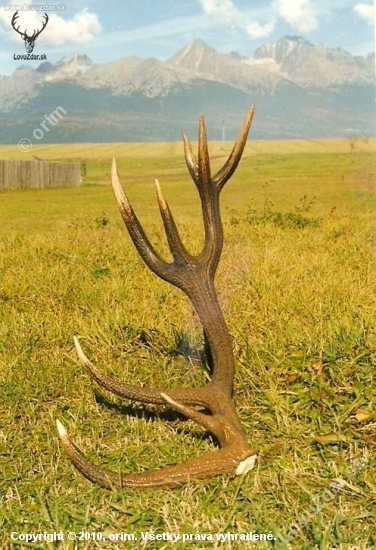 šestnástorák 3,7 kg