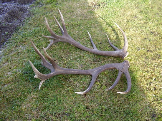 Zhody cca 220 bodov CIC