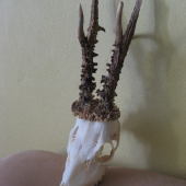 Perlovany
