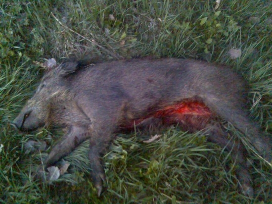 Prasátko 32kg po vyvržení(kňourek)