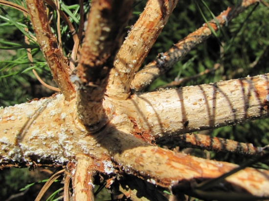 myslím že za to můžou myšky